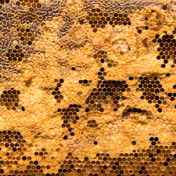 Beeswax Feature Image