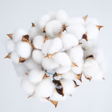 Cotton Feature Image